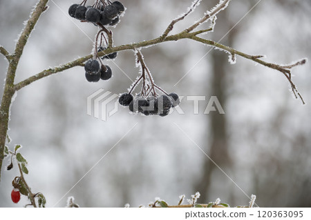 Frost-covered black aronia berries on a branch against a blurred snowy background 120363095