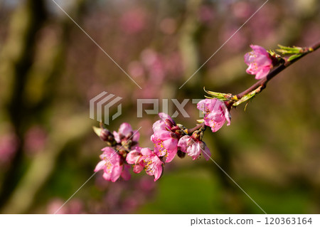 Beautiful blooming peach trees in spring garden Beautiful blooming peach trees in spring garden 120363164