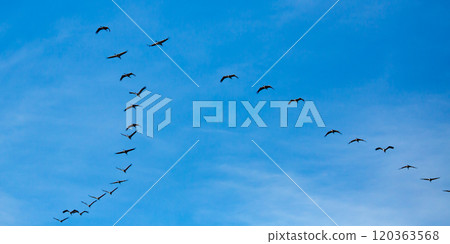 Flock of cranes in flight 120363568