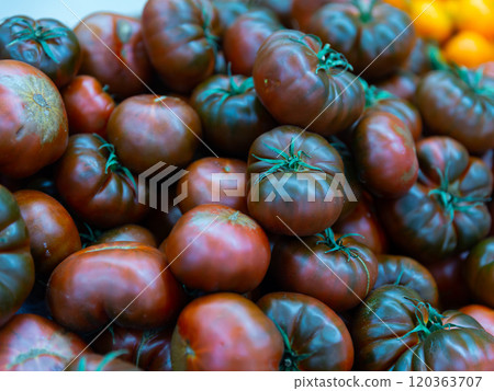 Ripe tomatoes of the Negros variety 120363707