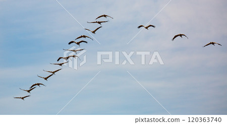 Flock of cranes in flight Flock of cranes in flight 120363740