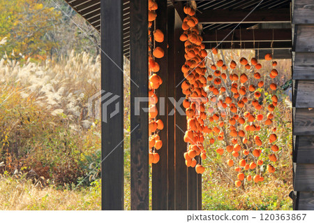 Dried persimmon 120363867
