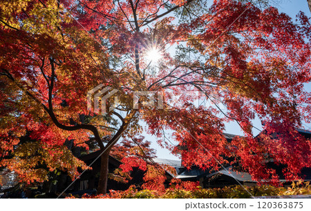 Maple leaves turning red Maple leaves turning red 120363875