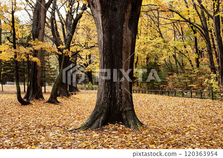 Beautiful fallen leaves in Maruyama Park in autumn Beautiful fallen leaves in Maruyama Park in autumn 120363954