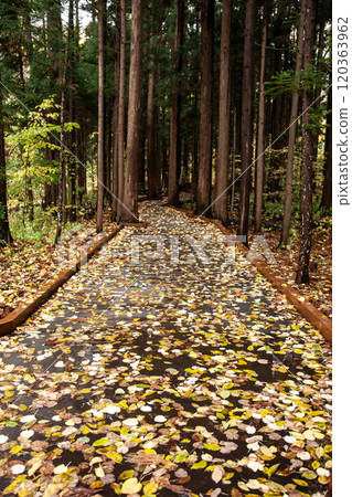 Beautiful fallen leaves in Maruyama Park in autumn Beautiful fallen leaves in Maruyama Park in autumn 120363962