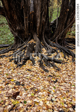 Beautiful fallen leaves in Maruyama Park in autumn Beautiful fallen leaves in Maruyama Park in autumn 120363964