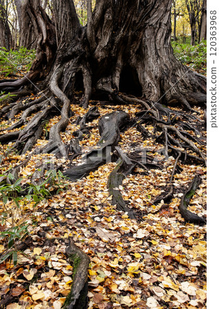 Beautiful fallen leaves in Maruyama Park in autumn Beautiful fallen leaves in Maruyama Park in autumn 120363968