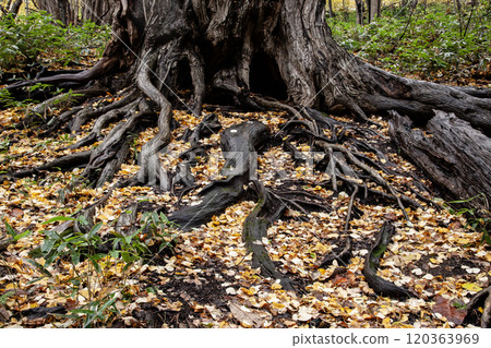 Beautiful fallen leaves in Maruyama Park in autumn Beautiful fallen leaves in Maruyama Park in autumn 120363969