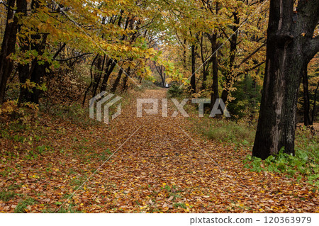 Beautiful fallen leaves in Maruyama Park in autumn 120363979