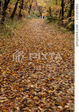 Beautiful fallen leaves in Maruyama Park in autumn Beautiful fallen leaves in Maruyama Park in autumn 120363982