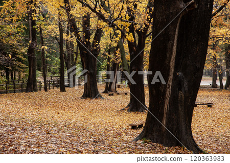 Beautiful fallen leaves in Maruyama Park in autumn Beautiful fallen leaves in Maruyama Park in autumn 120363983