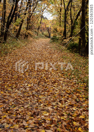 Beautiful fallen leaves in Maruyama Park in autumn Beautiful fallen leaves in Maruyama Park in autumn 120363985