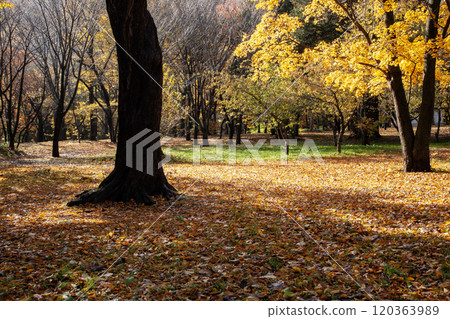 Beautiful fallen leaves in Maruyama Park in autumn Beautiful fallen leaves in Maruyama Park in autumn 120363989