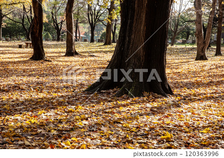 秋天圓山公園美麗的落葉 120363996