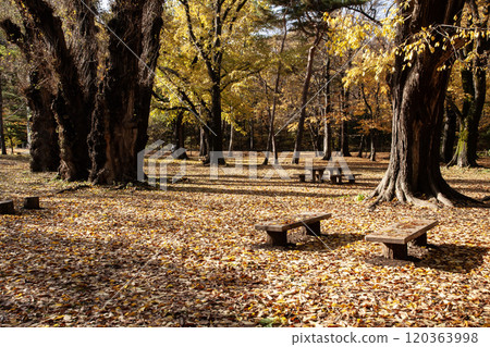 Beautiful fallen leaves in Maruyama Park in autumn Beautiful fallen leaves in Maruyama Park in autumn 120363998