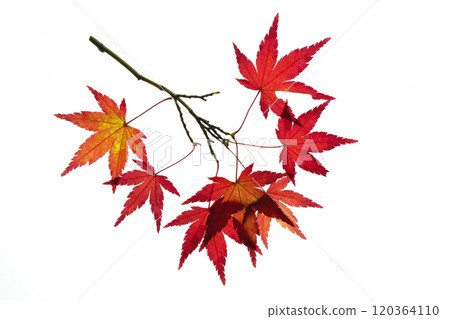 Transillumination photography of autumnal maple leaves 120364110
