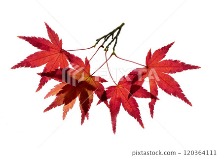 Transillumination photography of autumnal maple leaves 120364111
