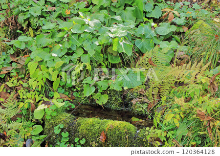 Sengoku Kaido Hiroho Shimizu Sengoku Kaido Hiroho Shimizu 120364128