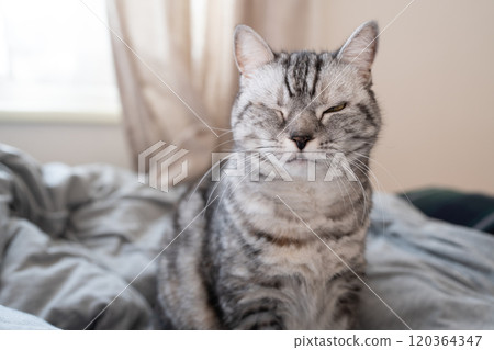 眨眼貓 眨眼貓 120364347
