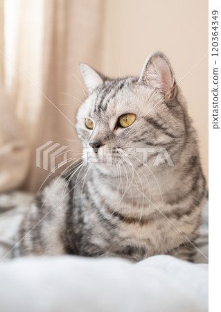 A cat relaxing on a futon 120364349