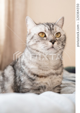 A cat relaxing on a futon A cat relaxing on a futon 120364350