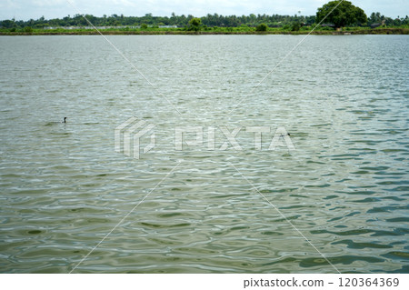 Fish agriculture wetland at Kharibari Kolkata Fish agriculture wetland at Kharibari Kolkata 120364369