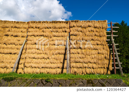 Sun-dried rice fields Sun-dried rice fields 120364427