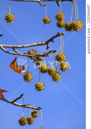 秋天公園裡的梧桐果子 秋天公園裡的梧桐果子 120364467