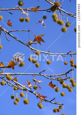 秋天公園裡的梧桐果子 120364468