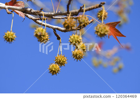秋天公園裡的梧桐果子 120364469