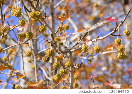 秋天公園裡的梧桐果子 120364470