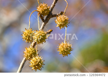 秋天公園裡的梧桐果子 120364472