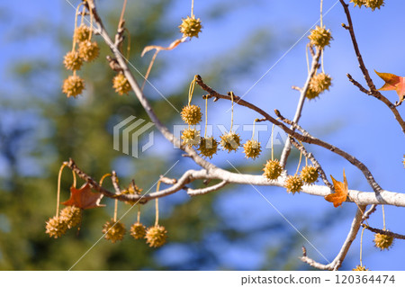 Plane tree fruit in autumn park 120364474