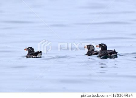 A Rhinoceros Auklet floating in the Pacific Ocean off the coast of Hokkaido's Nemuro Peninsula 120364484