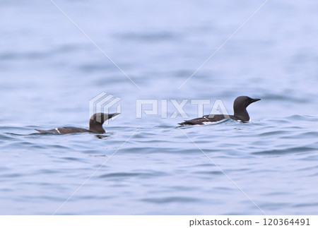 A common murre (Oloron bird) floating in the Pacific Ocean off the coast of Hokkaido's Nemuro Peninsula A common murre (Oloron bird) floating in the Pacific Ocean off the coast of Hokkaido's Nemuro Peninsula 120364491