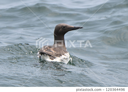 北海道根室半島沿岸太平洋上漂浮的海鴉（Ororon 鳥） 120364496