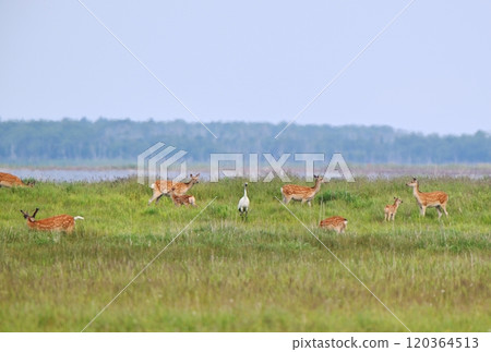 北海道野付半島草原上,一群梅花鹿和丹頂鶴正在吃草 北海道野付半島草原上,一群梅花鹿和丹頂鶴正在吃草 120364513