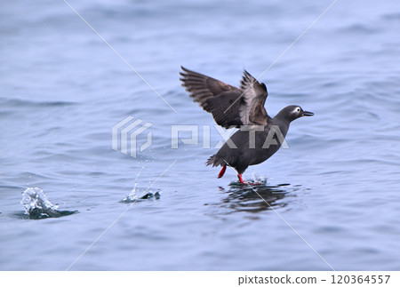 Spectacled spectacles take off from the Pacific Ocean off the coast of Hokkaido's Nemuro Peninsula 120364557