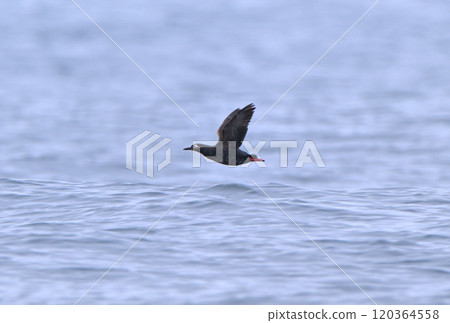 Spectacled spectacles take off from the Pacific Ocean off the coast of Hokkaido's Nemuro Peninsula 120364558