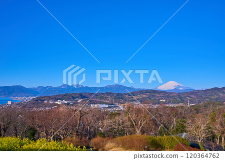 春季從神奈川縣那賀郡二宮町東山公園展望台向西眺望（小田原市、富士山、相模灣、箱根群山等） 120364762