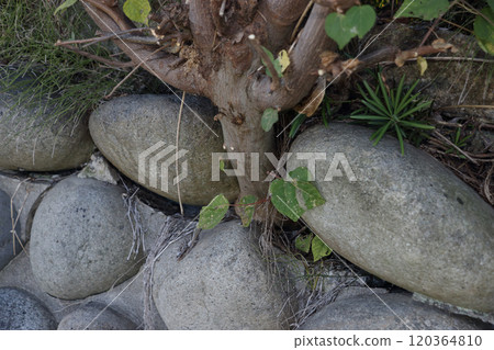 赤龜：砍倒破壞石牆的討厭樹 120364810