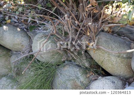 Felling of nuisance trees 120364813