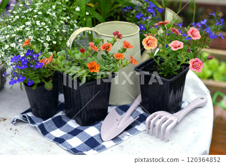 Still life with beautiful petunia flowers in pots on the table in greenhouse. Spring and summer botanical and farming background with gardening objects, vintage home garden and retro concept Still life with beautiful petunia flowers in pots on the table in greenhouse. Spring and summer botanical and farming background with gardening objects, vintage home garden and retro concept 120364852
