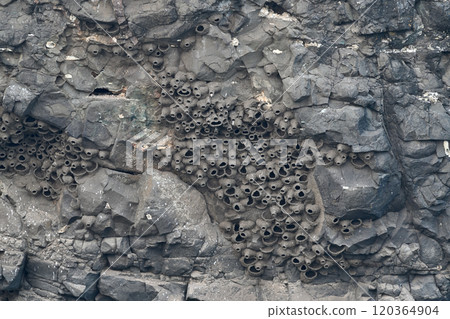 Nest colony of the Swallows in Nandur Madhyameshwar. Nest colony of the Swallows in Nandur Madhyameshwar. 120364904