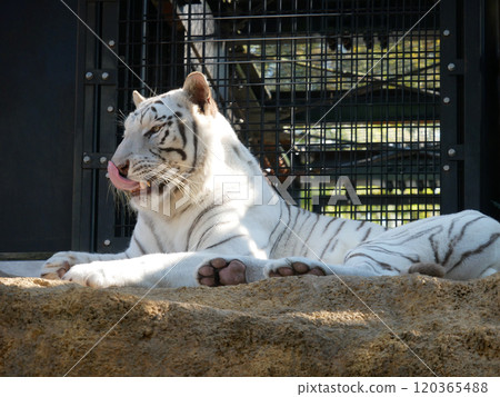 白虎伸出舌頭 白虎伸出舌頭 120365488