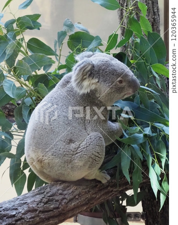 名古屋市東山動植物園 無尾熊 名古屋市東山動植物園 無尾熊 120365944