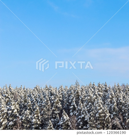 Winter background. Pine forest covered with snow against blue sky with white clouds 120366190
