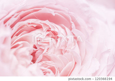 Abstract floral background, pink pale rose flower petals, soft focus. Macro flowers backdrop for holiday brand design 120366194