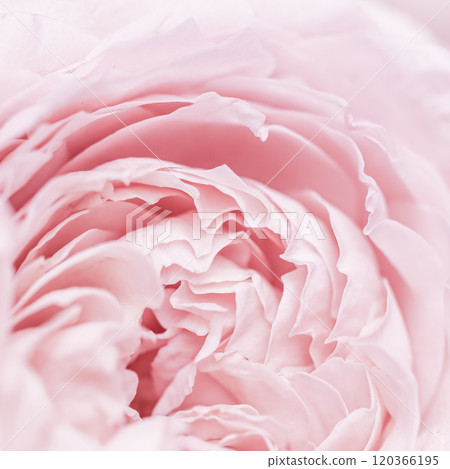 Abstract floral background, pink pale rose flower petals, soft focus. Macro flowers backdrop for holiday brand design 120366195
