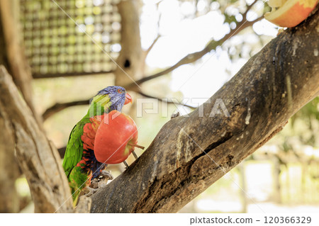 Rainbow lorikeets live in Australia 120366329